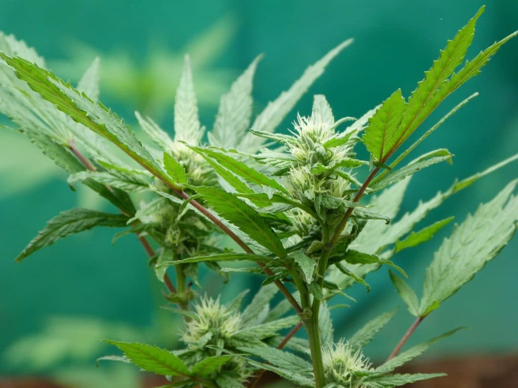 Quelle variété de CBD choisir ?